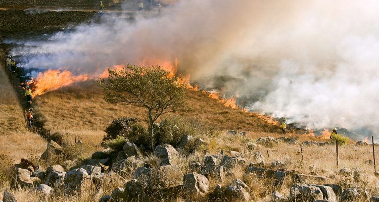 Brand i gräs